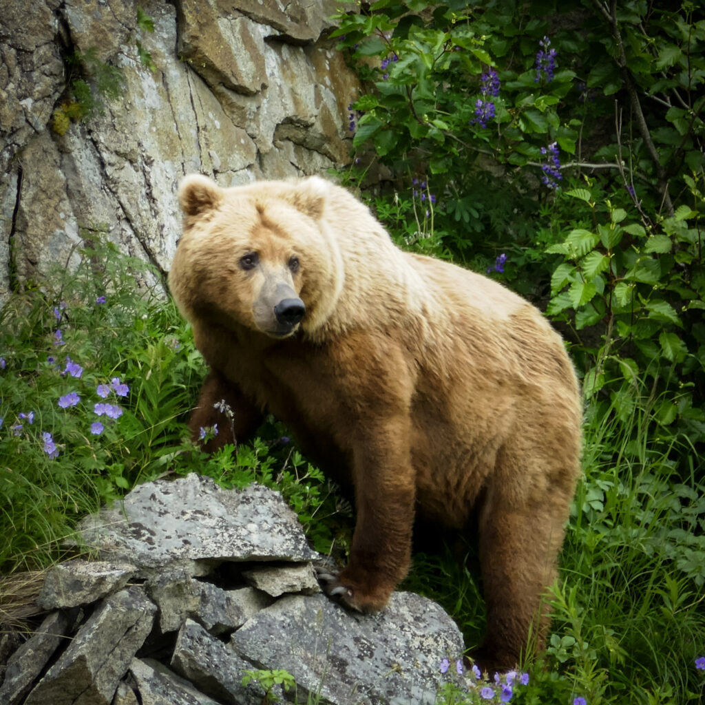 Blond Alaska Brown Bear