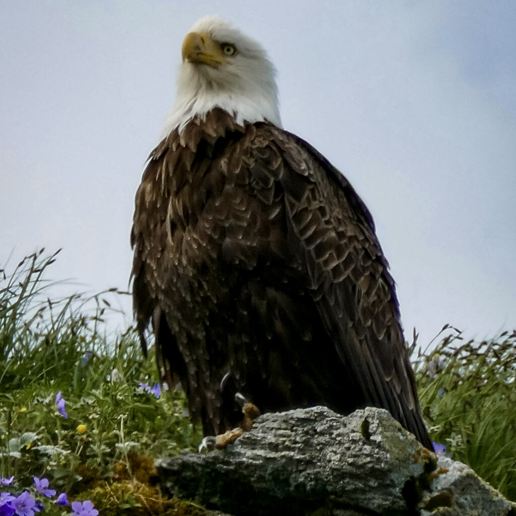 Alaska Bald Eagle Perched on Rock in Katmai National Park by Ethan Brodey