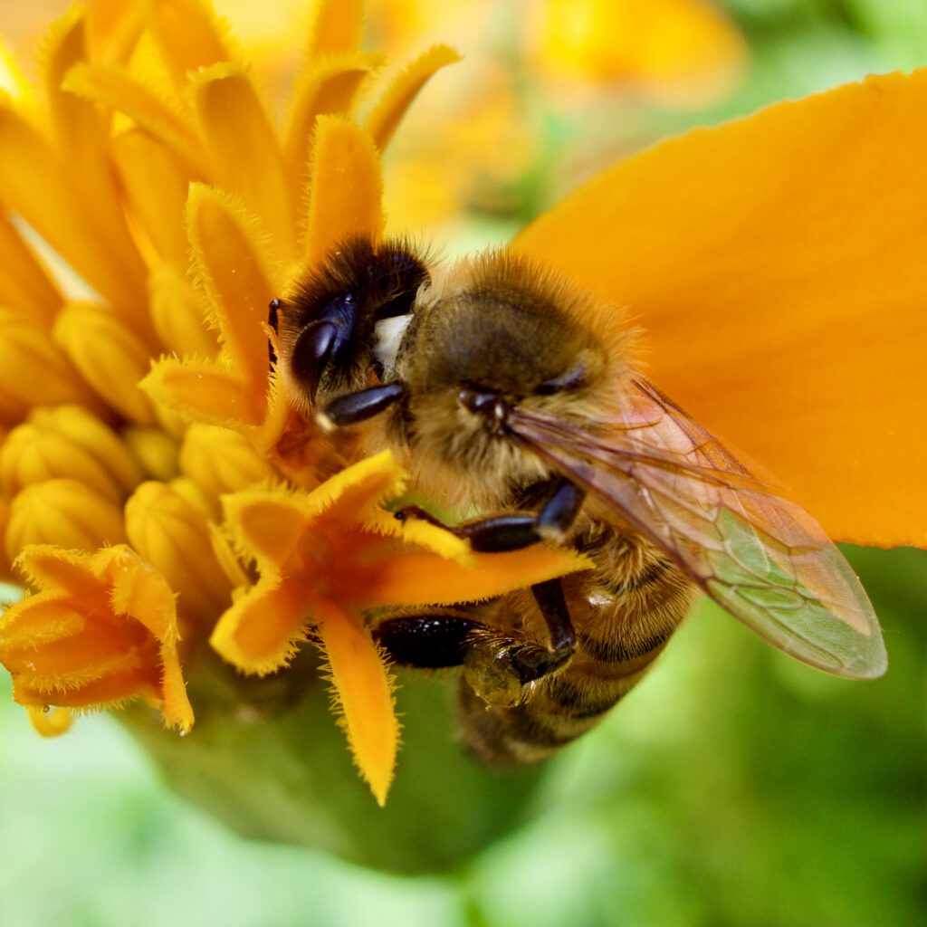 Bee pollinating orange flower in Katmai Alaska